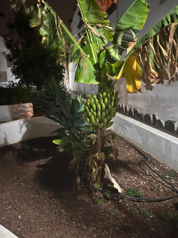 Estudio Costa Del Silencio Chayofita Arona  Dış mekan fotoğraf